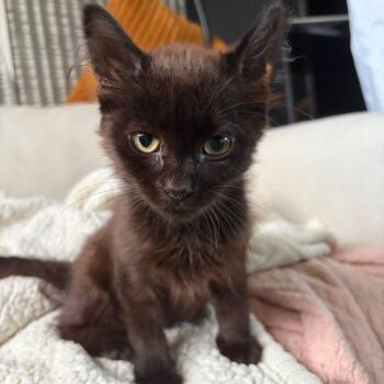 Chupi -  Domestic Medium Hair Cat for Adoption in Chicago, Illinois - Chupi | PetCurious