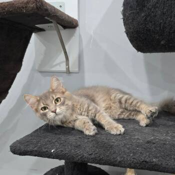 Buggy -  Domestic Medium Hair Cat for Adoption in Fairmont, West Virginia - Buggy | PetCurious