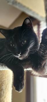 Rescue Domestic Short Hair Cats for Adoption in Lorain, Ohio - Luna | PetCurious
