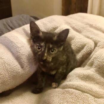Helaena -  Tortoiseshell and Domestic Short Hair Cat for Adoption in Gilbert, Arizona - Helaena | PetCurious