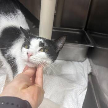 Shandy -  Domestic Short Hair Cat for Adoption in Saint Charles, Missouri - Shandy | PetCurious