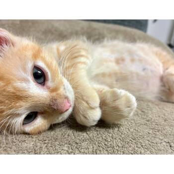 Rescue Domestic Short Hair Cats for Adoption in Austin, Texas - Quinceanera Crown 25 | PetCurious