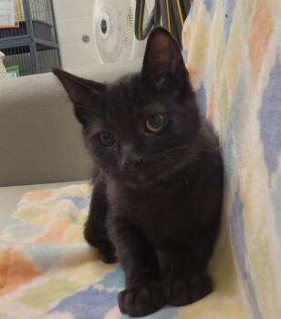 OZRIC -  Domestic Short Hair Cat for Adoption in Peoria, Illinois - OZRIC | PetCurious