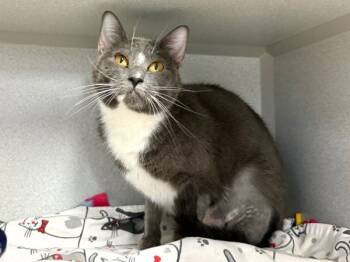 Rescue Domestic Short Hair Cats for Adoption in New York, New York - Diotima | PetCurious