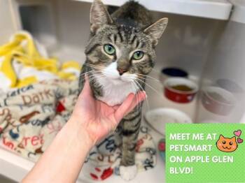 Domestic Short Hair Cats Available for Adoption in Fort Wayne, Indiana - JAMBALAYA | PetCurious