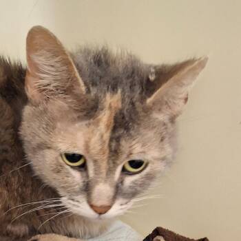 Domestic Short Hair Cats Available for Adoption in Zanesville, Ohio - Angel | PetCurious