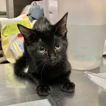 Willow -  Domestic Short Hair Cat for Adoption in Wantagh, New York - Willow | PetCurious