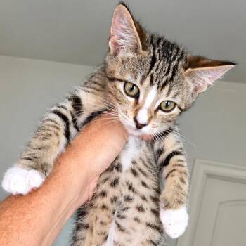 Cindy -  Domestic Short Hair Cat for Adoption in Houston, Texas - Cindy | PetCurious