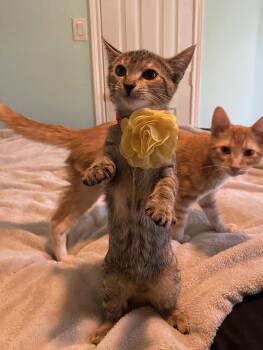 Rescue Domestic Short Hair Cats for Adoption in Fort Worth, Texas - Cleo | PetCurious