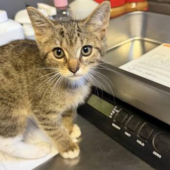 TUSC-Stray-84701 -  Domestic Short Hair Cat for Adoption in Tuscaloosa, Alabama - TUSC-Stray-84701 | PetCurious