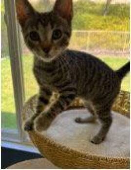 Minestrone -  Domestic Short Hair Cat for Adoption in Mission Viejo, California - Minestrone | PetCurious