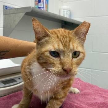 Bourbon -  Domestic Short Hair Cat for Adoption in Corpus Christi, Texas - Bourbon | PetCurious