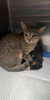 Rescue Domestic Short Hair Cats for Adoption in Houston, Texas - Barbacoa | PetCurious