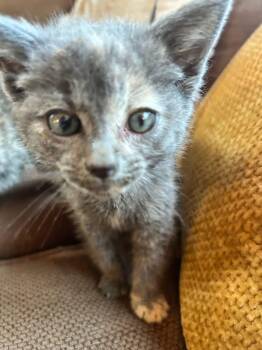 Callie -  Dilute Calico Cat Available for Adoption - Callie | PetCurious