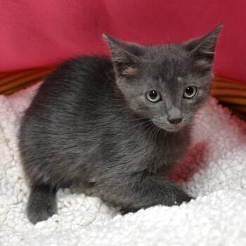 BAC-A-142085 -  Domestic Short Hair Cat for Adoption in Beaumont, Texas - BAC-A-142085 | PetCurious
