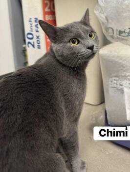 Domestic Short Hair Cats Available for Adoption - Chimi  | PetCurious