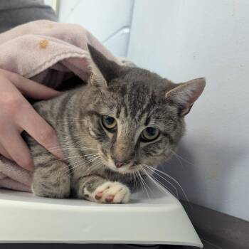 Bagheera -  Domestic Short Hair Cat for Adoption in Indianapolis, Indiana - Bagheera | PetCurious
