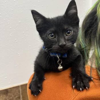 Domestic Short Hair Cats Available for Adoption in Chicago, Illinois - Pan | PetCurious