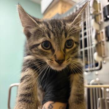 Voltage (white) -  Domestic Short Hair Cat for Adoption in Keizer, Oregon - Voltage (white) | PetCurious