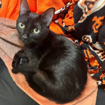 Rescue Domestic Short Hair Cats for Adoption in Fresno, California - Cholula | PetCurious