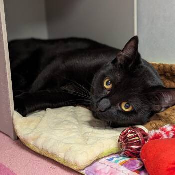 Domestic Short Hair Cats Available for Adoption in Buchanan Dam, Texas - Malcom(Orange Collar) | PetCurious