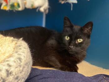 TINY -  Domestic Short Hair Cat Available for Adoption in Fort Wayne, Indiana - TINY | PetCurious