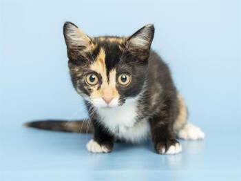 EEVEE -  Domestic Short Hair Cat for Adoption in Phoenix, Arizona - EEVEE | PetCurious