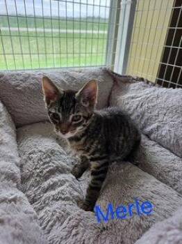 Domestic Short Hair and Tabby Cats Available for Adoption in Williamsburg, Iowa - Merle (Available Est 6/19/26) | PetCurious