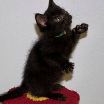 Kylo* -  Domestic Medium Hair Cat for Adoption in San Gabriel, California - Kylo* | PetCurious