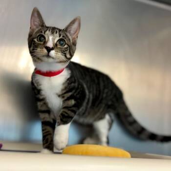 Singleton -  Domestic Short Hair Cat for Adoption in Westhampton, New York - Singleton | PetCurious
