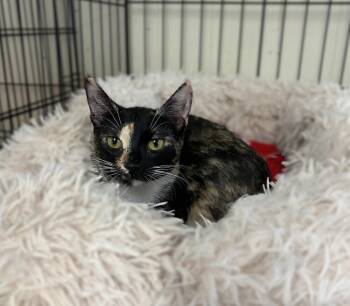 Nellie -  American Shorthair Cat for Adoption in Westwood, New Jersey - Nellie | PetCurious
