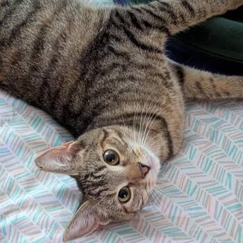 Tabby and Domestic Short Hair Cats Available for Adoption - Daffodil   -  Lap Cat | PetCurious