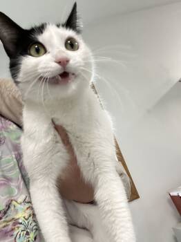 Rescue Domestic Short Hair Cats for Adoption in Dayton, Minnesota - Sera | PetCurious