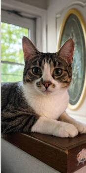 Misty -  Tabby and Domestic Short Hair Cat for Adoption in Skyline, Minnesota - Misty | PetCurious