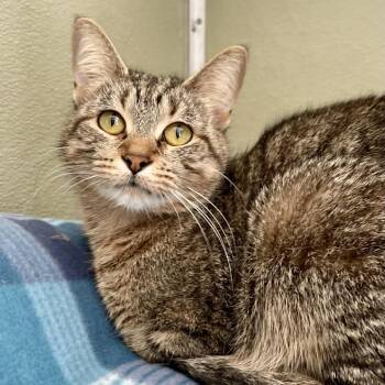 Domestic Short Hair Cats Available for Adoption - Teacake | PetCurious
