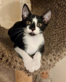 Juda -  American Shorthair Cat for Adoption in Houston, Texas - Juda | PetCurious