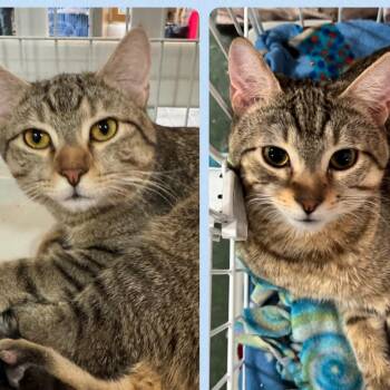 Rescue Domestic Short Hair Cats for Adoption in Mokena, Illinois - Tofu & Kimchi | PetCurious