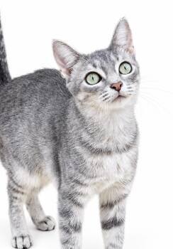 Nancy- queen of our hearts - exotic and SUPER SWEET - THERAPY lo -  Tuxedo and Bengal Cat for Adoption in Bedford Hills, New York - Nancy- Queen Of Our Hearts - Exotic And SUPER SWEET - THERAPY Lo | PetCurious