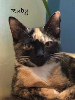 Rescue Domestic Short Hair Cats for Adoption in Frederick, Maryland - Ruby | PetCurious