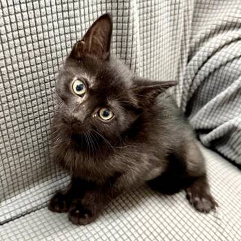 Paprika -  Domestic Short Hair Cat for Adoption in Melrose, Florida - Paprika | PetCurious