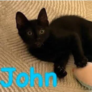 John -  Domestic Short Hair Cat for Adoption in Orangevale, California - John | PetCurious
