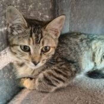 Piper -  Domestic Short Hair Cat for Adoption in Knoxville, Tennessee - Piper | PetCurious