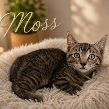 Moss -  Domestic Short Hair Cat for Adoption in Chandler, Arizona - Moss | PetCurious