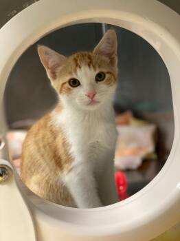 Mary Ann -  Domestic Short Hair Cat for Adoption in Grants Pass, Oregon - Mary Ann | PetCurious