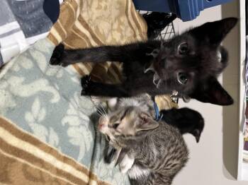 Rescue Domestic Short Hair Cats for Adoption in Calverton, Maryland - Ash & Duke | PetCurious