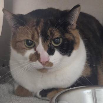 Domestic Short Hair Cats Available for Adoption in Durango, Colorado - Jalapeno | PetCurious