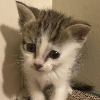 Snowball -  Domestic Short Hair Cat for Adoption in Grantsville, Utah - Snowball | PetCurious