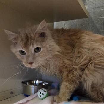 Domestic Long Hair Cats Available for Adoption in Oak Brook, Illinois - Dubai | PetCurious