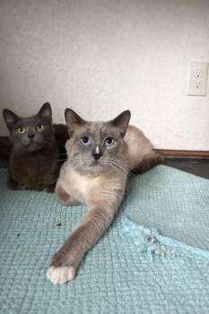 Siamese Cats Available for Adoption in Napa, California - Blossom Boy | PetCurious