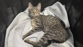 CONNER -  Domestic Short Hair Cat for Adoption in Charlotte, North Carolina - CONNER | PetCurious